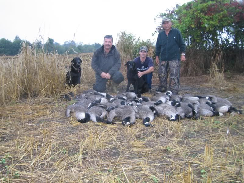 Gun camo tape for goose Canadian Gun Nutz